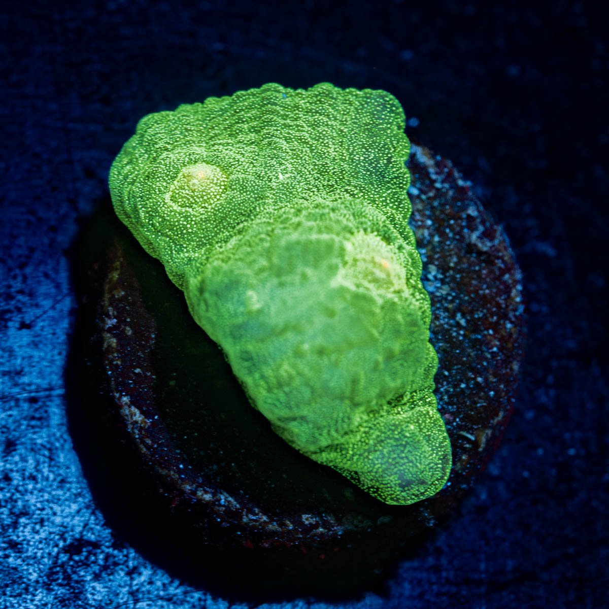 Space Invaders Chalice - riptide aquaculture llc