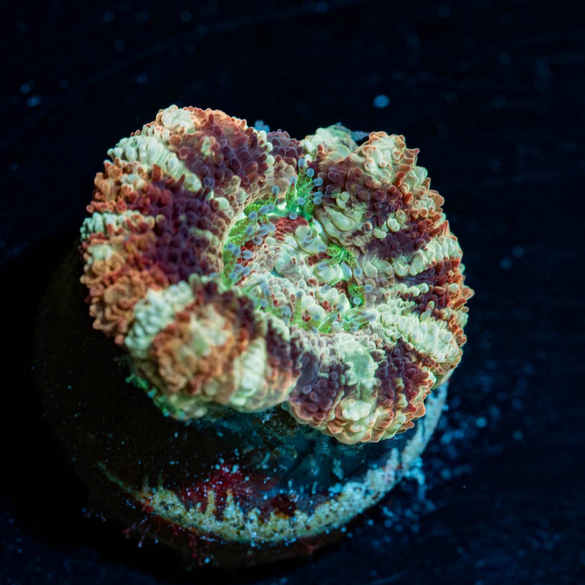 Kola Eye Asian Acan - riptide aquaculture llc