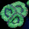 Green Acan - riptide aquaculture llc