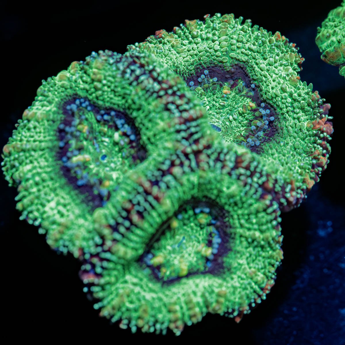 Green Acan - riptide aquaculture llc