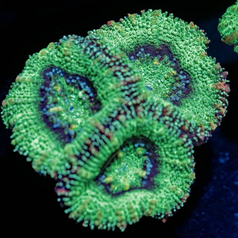 Green Acan