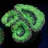 Green Acan - riptide aquaculture llc