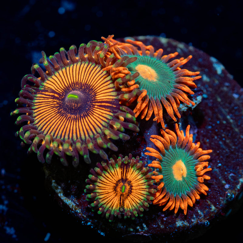 Desert Storm Zoanthid