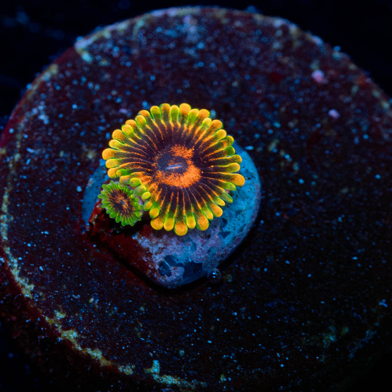 Jedi Mind Trick Zoanthid