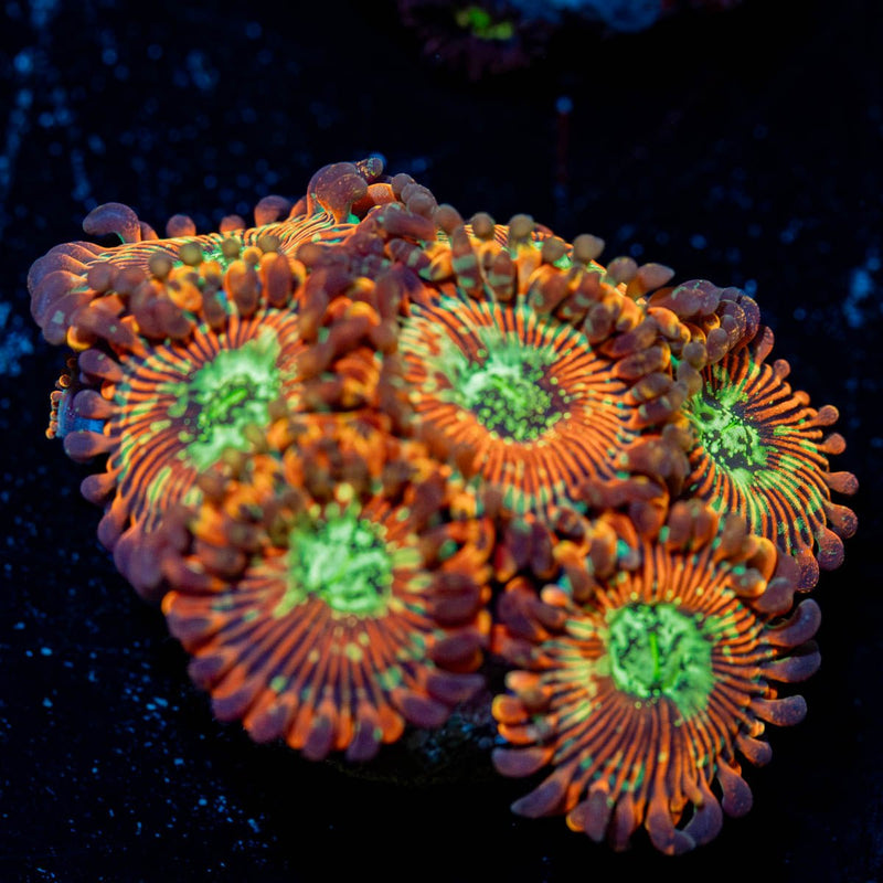 Dark Magicians Zoanthid