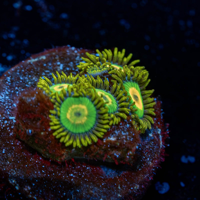 Rasta Zoanthids