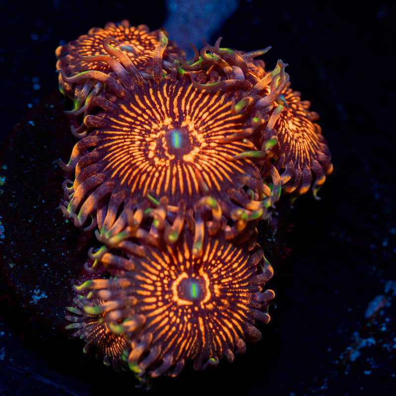 Aztec Warriors Zoanthid