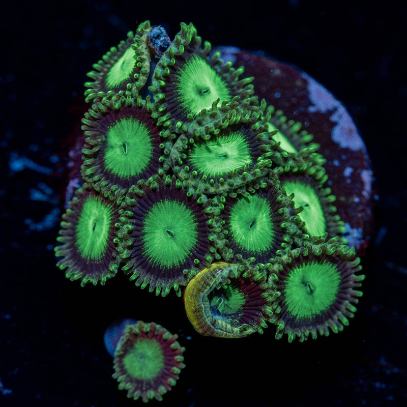 Emerald City Zoanthid
