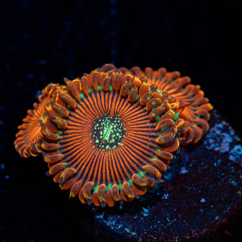 Magicians Zoanthid