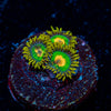 Rasta Zoanthids 