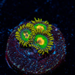 Rasta Zoanthids 