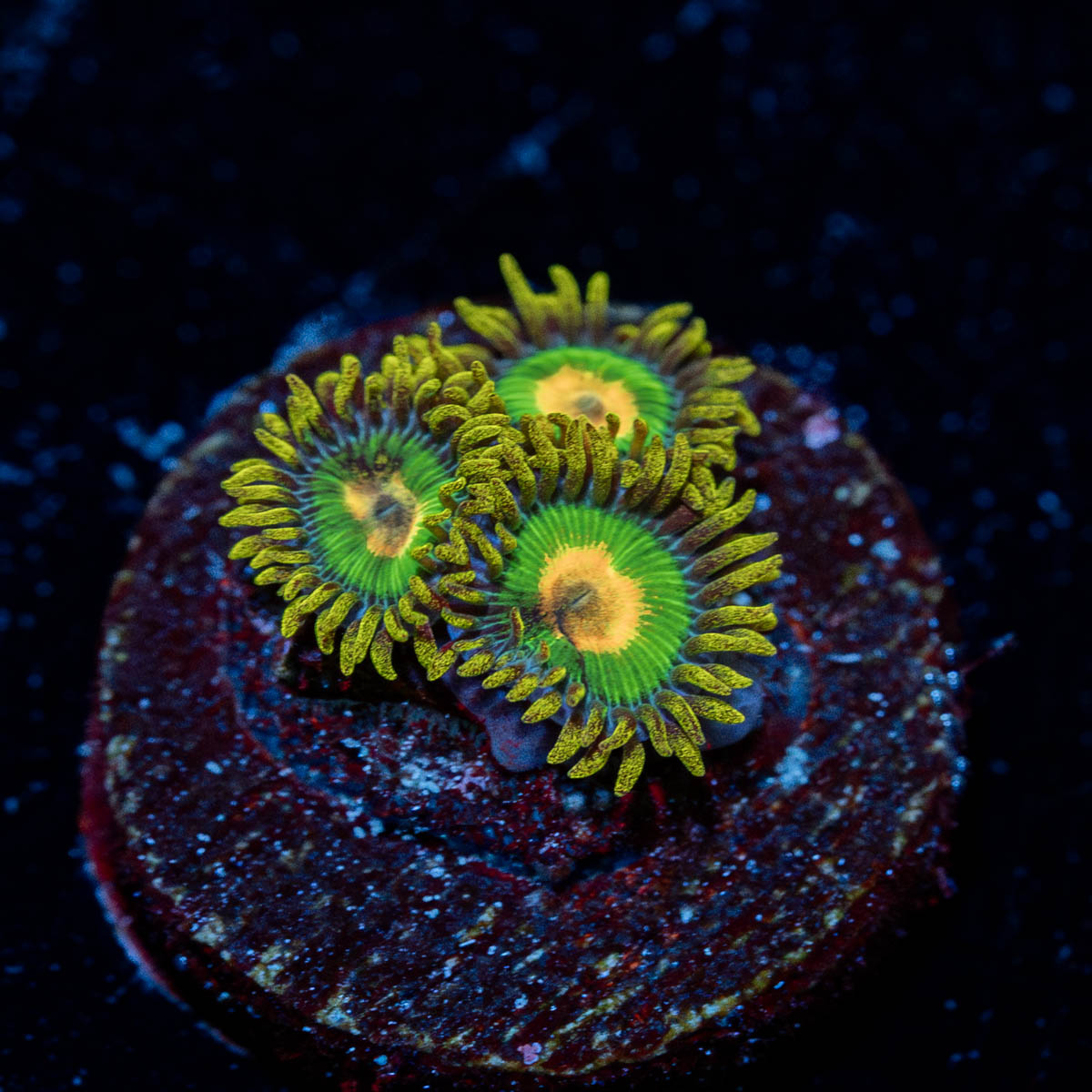 Rasta Zoanthids 
