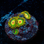Rasta Zoanthids 