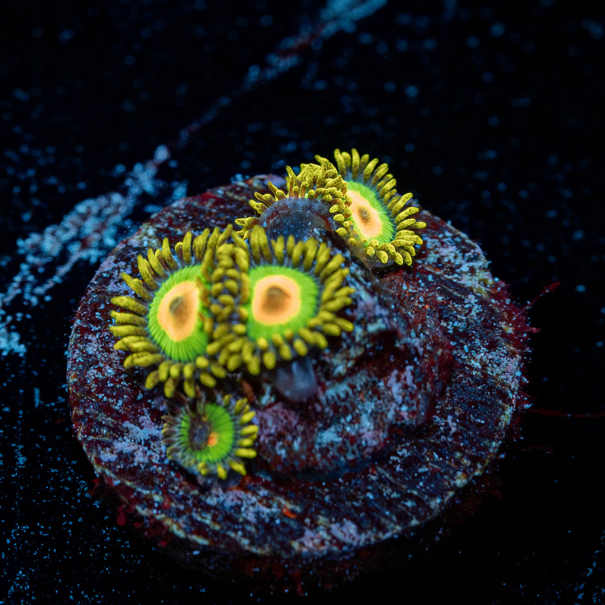 Rasta Zoanthids 