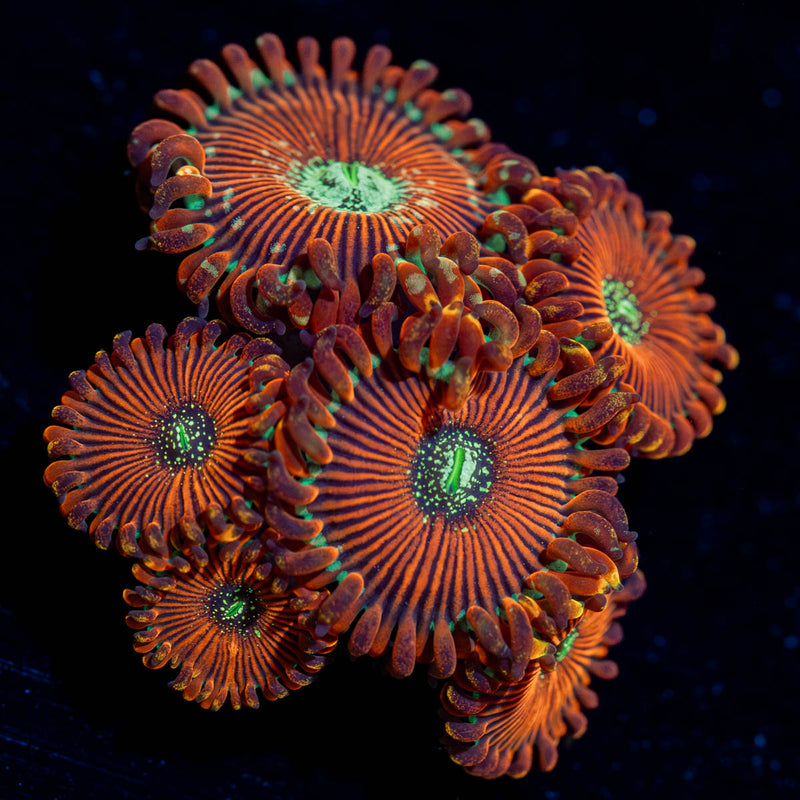 Magicians Zoanthid
