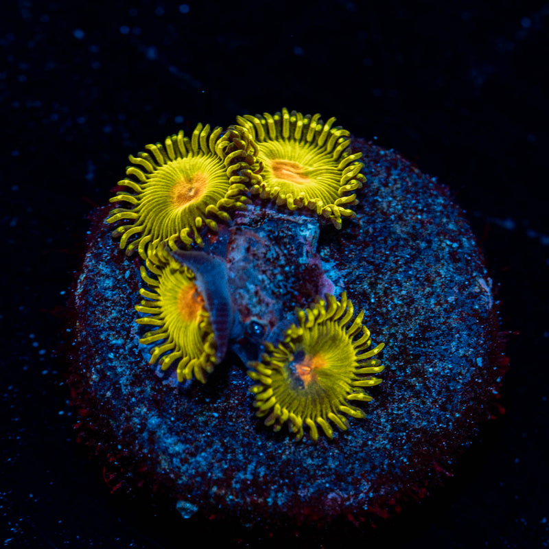 Golden Gods Zoanthid