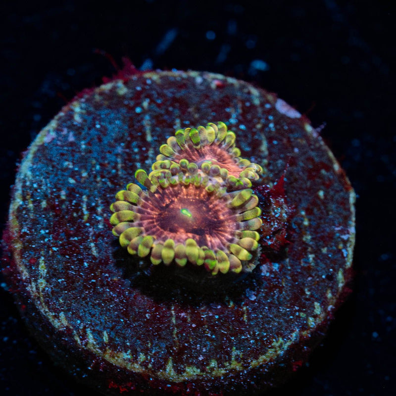 Vivid Lunars Zoanthid
