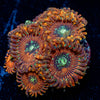 Dark Magicians Zoanthid 