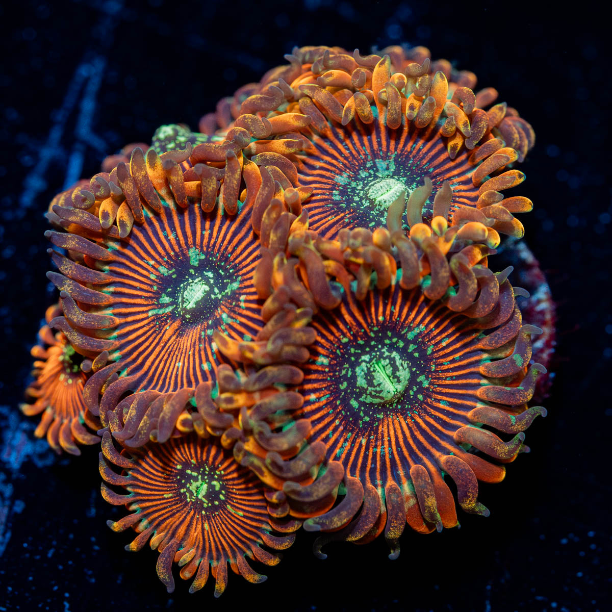 Dark Magicians Zoanthid 