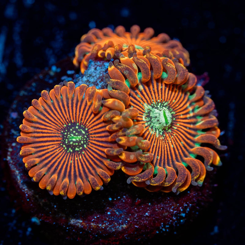 Magicians Zoanthid