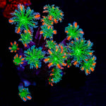 ARC FireWork Zoanthid 