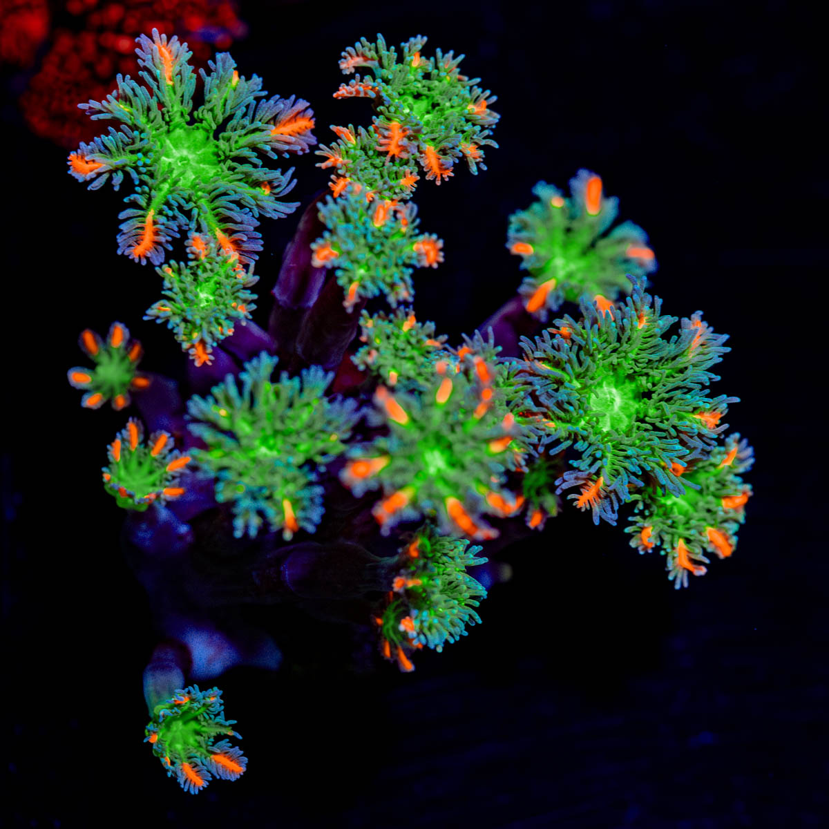 ARC FireWork Zoanthid 