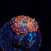 Lava Lamp Mushroom - riptide aquaculture llc