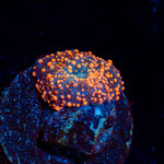 Lava Lamp Mushroom - riptide aquaculture llc