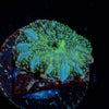 Lunar Interstellar Mushroom - riptide aquaculture llc