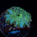 Lunar Interstellar Mushroom - riptide aquaculture llc