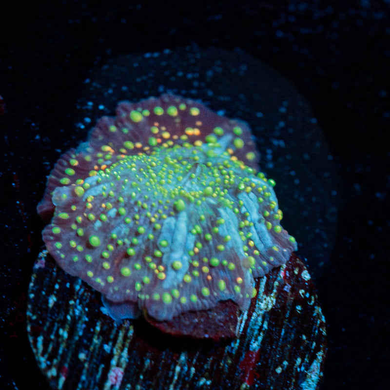Rainbow INterstellar Zoanthid