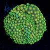 Ricordea Mushroom - riptide aquaculture llc