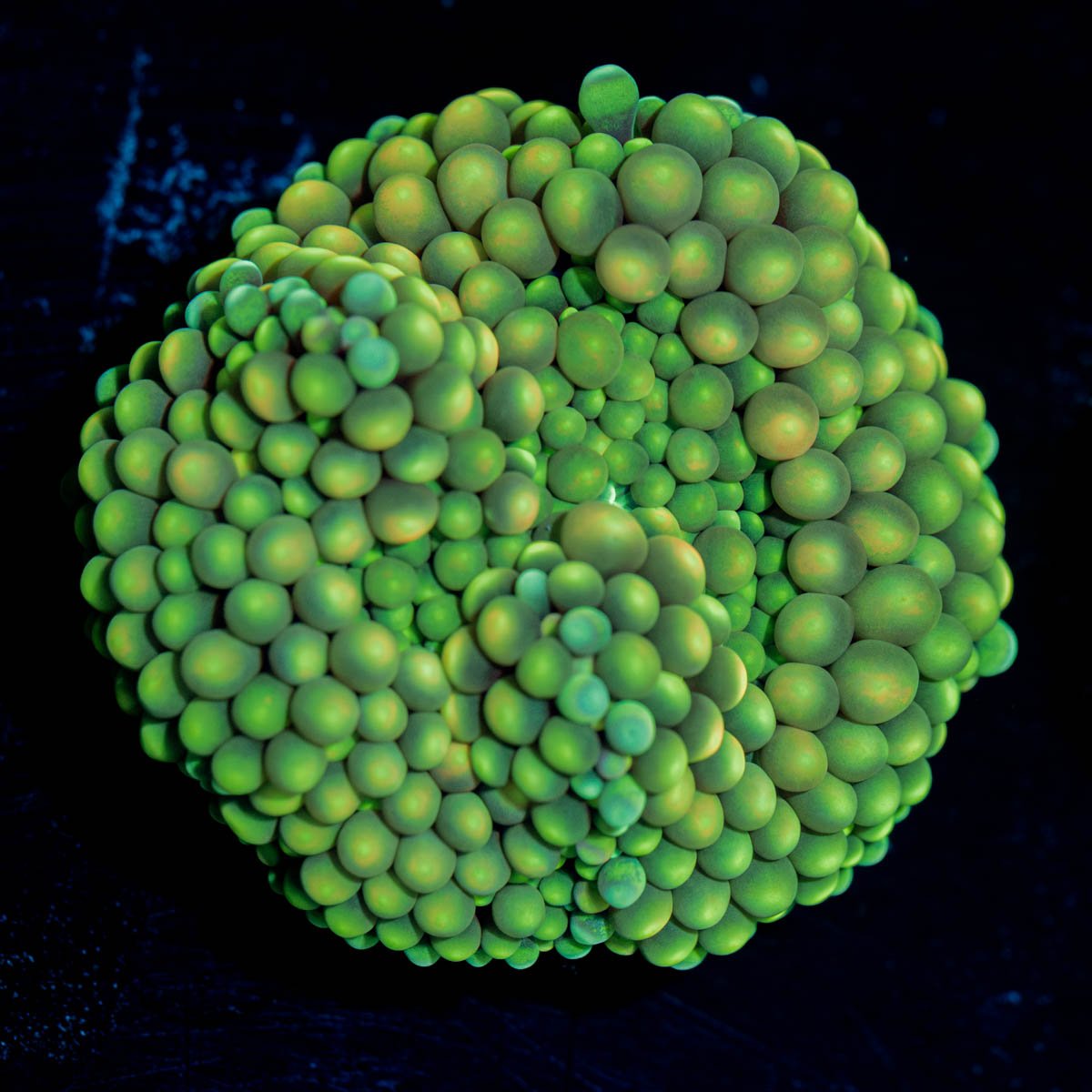 Ricordea Mushroom - riptide aquaculture llc