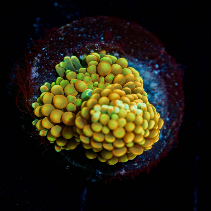 Royal Ricordea Mushroom