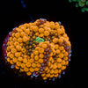 Orange Ricordea Mushroom - riptide aquaculture llc