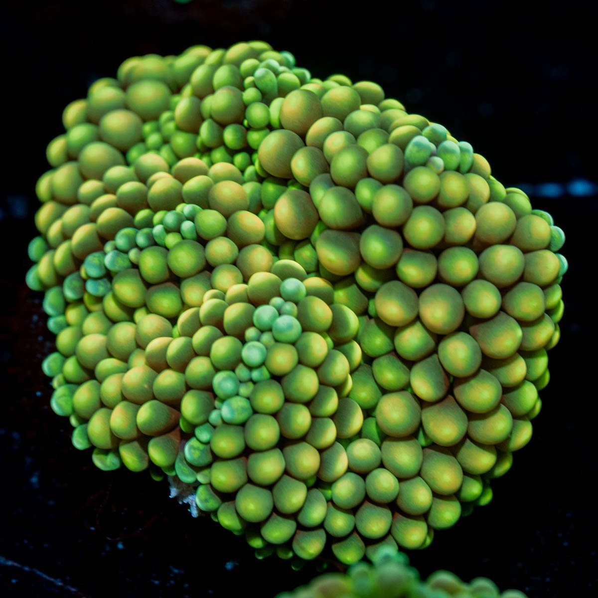 Green/ Yellow Ricordea Mushroom - riptide aquaculture llc