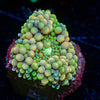Bi Color Ricordea Mushroom - riptide aquaculture llc