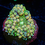 Bi Color Ricordea Mushroom - riptide aquaculture llc