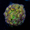 Rainbow Kaleidoscope Hammer Euphyllia - riptide aquaculture llc