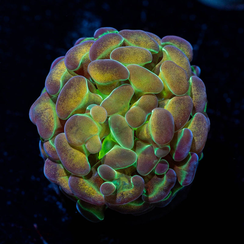 Rainbow Kaleidoscope Hammer Euphyllia