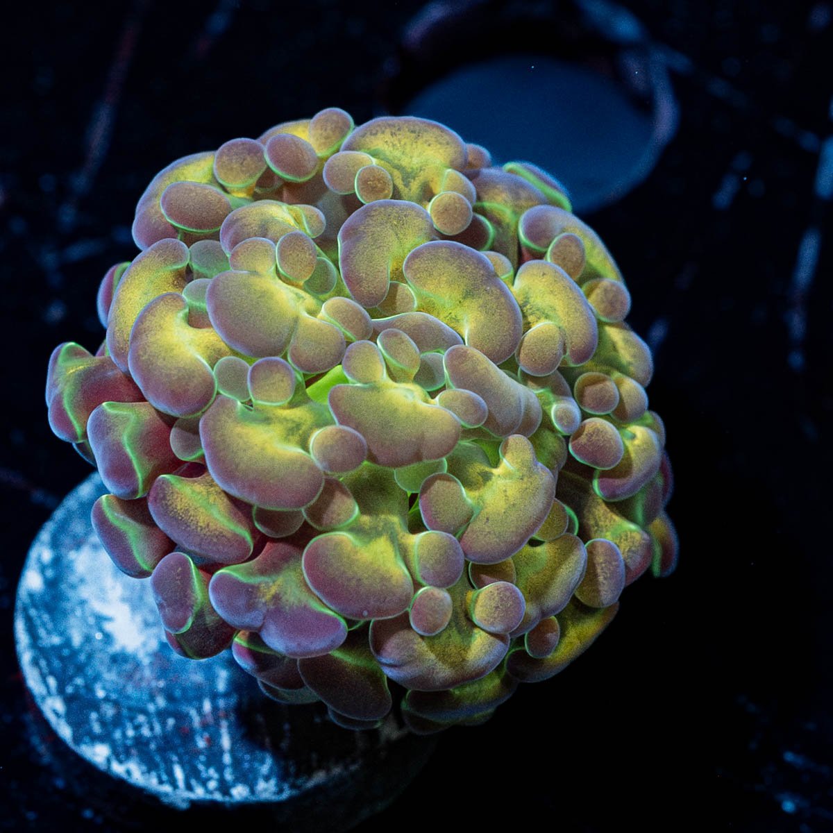 Rainbow Kaleidoscope Hammer Euphyllia - riptide aquaculture llc