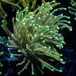 Goldenrod Torch Euphyllia - riptide aquaculture llc