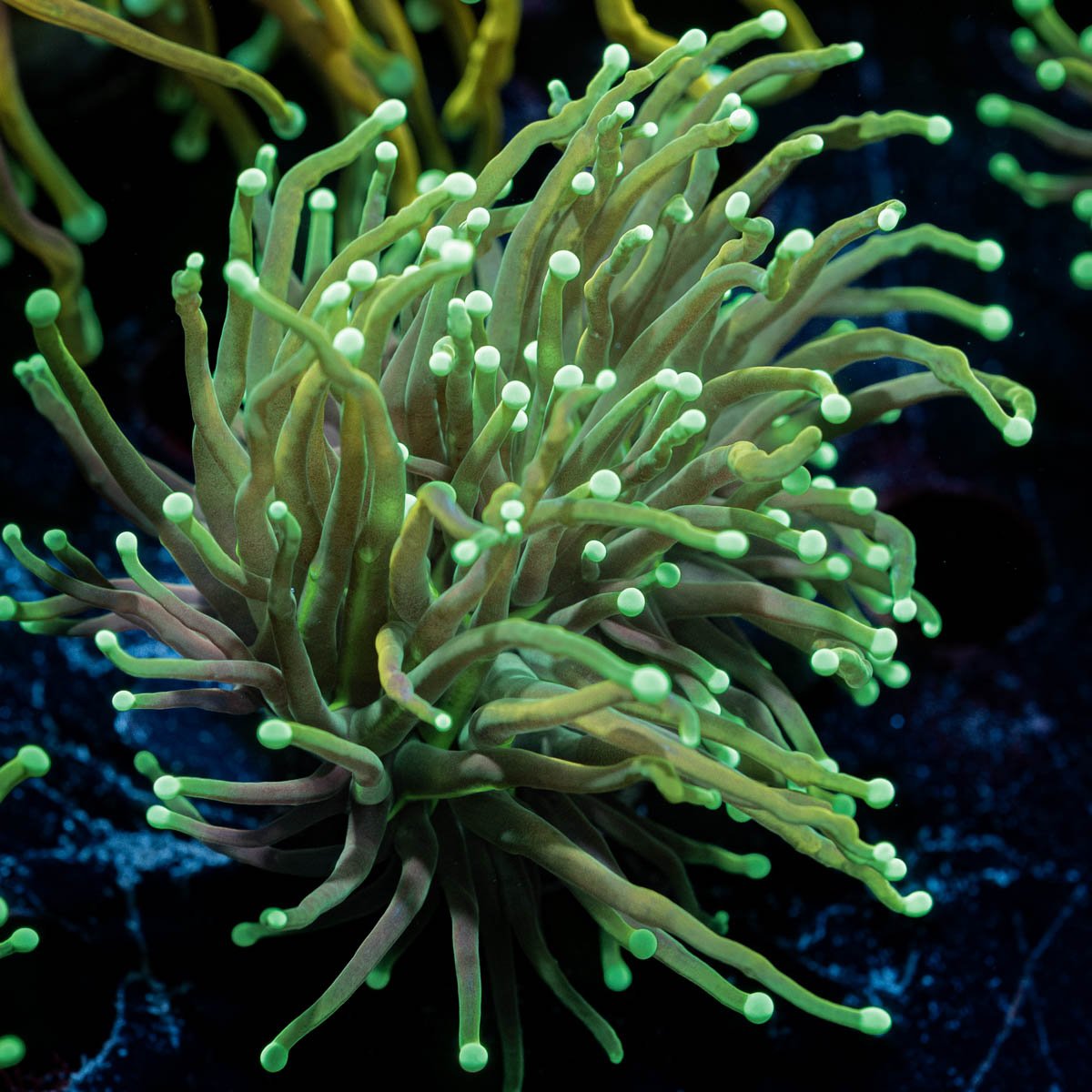 Goldenrod Torch Euphyllia - riptide aquaculture llc