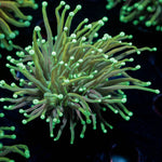 Goldenrod Torch Euphyllia - riptide aquaculture llc