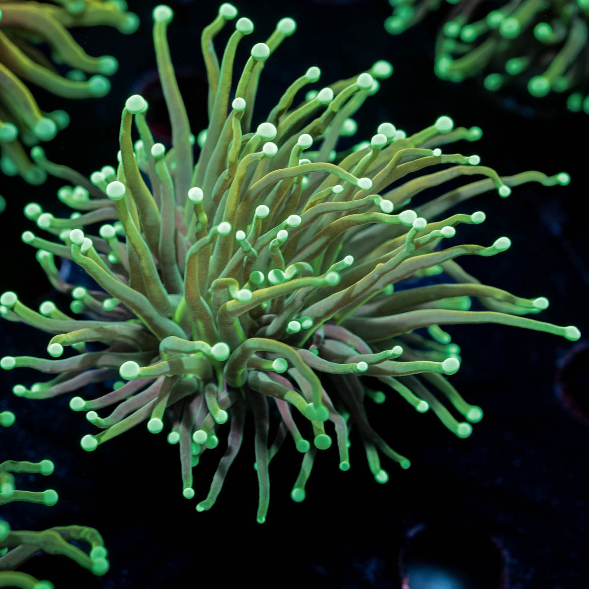 Goldenrod Torch Euphyllia - riptide aquaculture llc