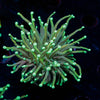 Goldenrod Torch Euphyllia - riptide aquaculture llc