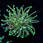 Goldenrod Torch Euphyllia - riptide aquaculture llc