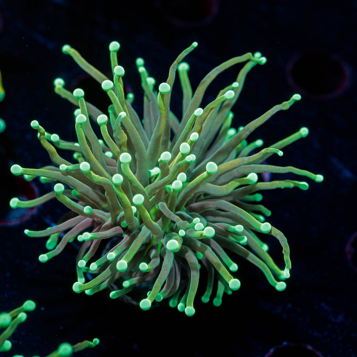 Goldenrod Torch Euphyllia - riptide aquaculture llc