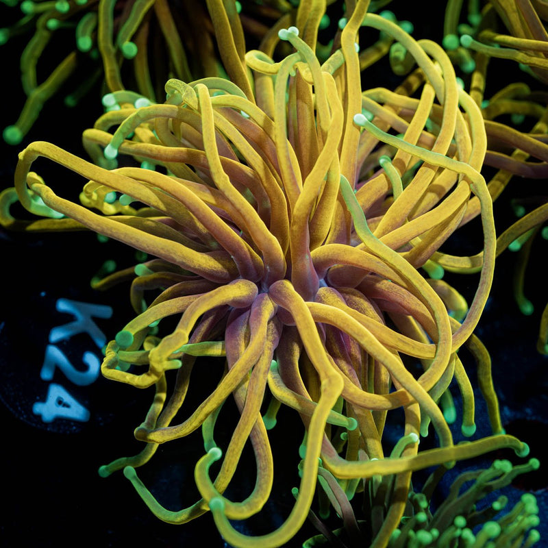 HellFire Torch Euphyllia