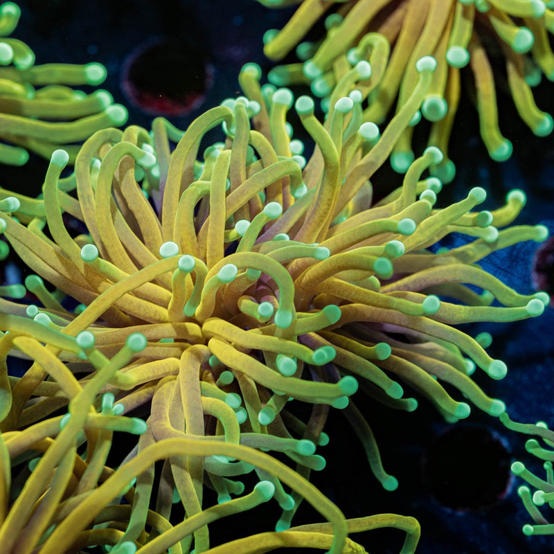 Inferno Torch Euphyllia